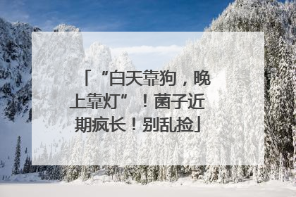 “白天靠狗，晚上靠灯”！菌子近期疯长！别乱捡