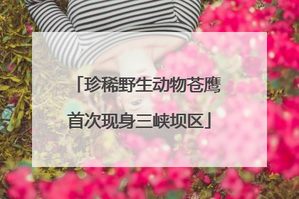 珍稀野生动物苍鹰首次现身三峡坝区