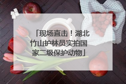 现场直击！湖北竹山护林员实拍国家二级保护动物