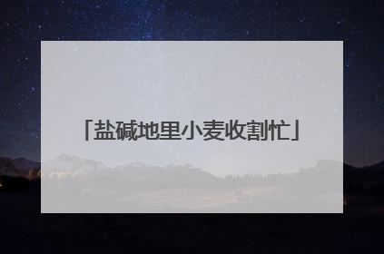 盐碱地里小麦收割忙