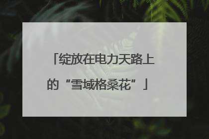 绽放在电力天路上的“雪域格桑花”
