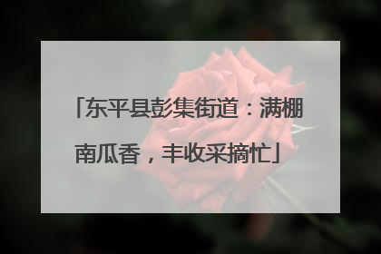 东平县彭集街道：满棚南瓜香，丰收采摘忙