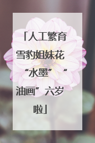 人工繁育雪豹姐妹花“水墨”“油画”六岁啦