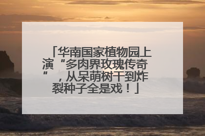 华南国家植物园上演“多肉界玫瑰传奇”，从呆萌树干到炸裂种子全是戏！
