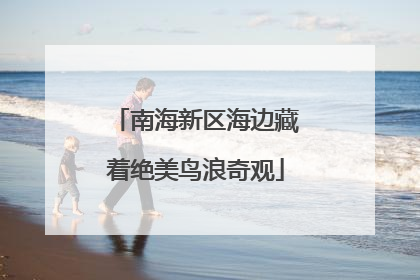 南海新区海边藏着绝美鸟浪奇观