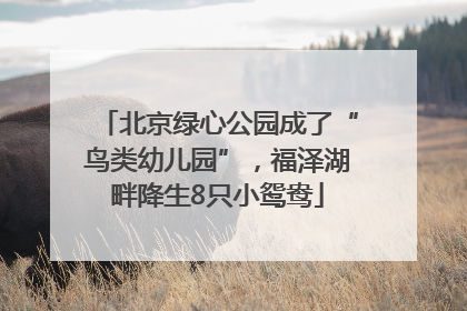 北京绿心公园成了“鸟类幼儿园”，福泽湖畔降生8只小鸳鸯