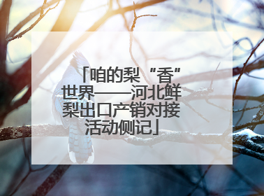 咱的梨“香”世界——河北鲜梨出口产销对接活动侧记