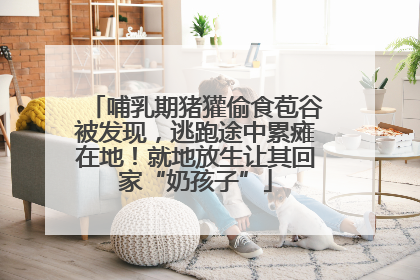哺乳期猪獾偷食苞谷被发现，逃跑途中累瘫在地！就地放生让其回家“奶孩子”