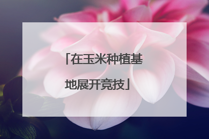 在玉米种植基地展开竞技