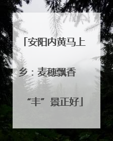 安阳内黄马上乡：麦穗飘香 “丰”景正好