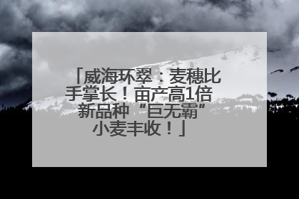 威海环翠：麦穗比手掌长！亩产高1倍 新品种“巨无霸”小麦丰收！
