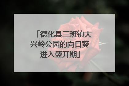 德化县三班镇大兴岭公园的向日葵进入盛开期