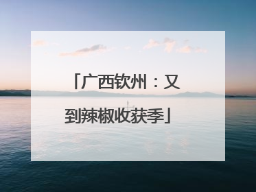 广西钦州：又到辣椒收获季
