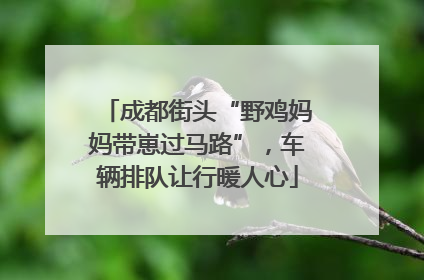 成都街头“野鸡妈妈带崽过马路”，车辆排队让行暖人心