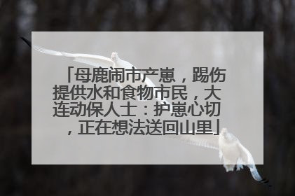 母鹿闹市产崽，踢伤提供水和食物市民，大连动保人士：护崽心切，正在想法送回山里