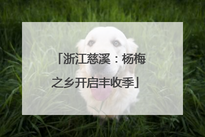 浙江慈溪：杨梅之乡开启丰收季