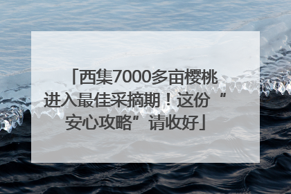 西集7000多亩樱桃进入最佳采摘期！这份“安心攻略”请收好
