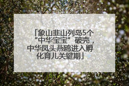 象山韭山列岛5个“中华宝宝”破壳，中华凤头燕鸥进入孵化育儿关键期