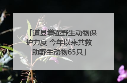 道县增强野生动物保护力度 今年以来共救助野生动物65只