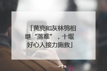 黄麂和灰林鸮相继“落难”，十堰好心人接力施救