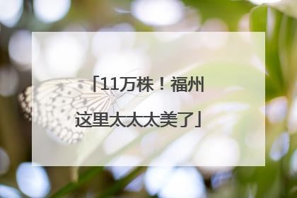 11万株！福州这里太太太美了
