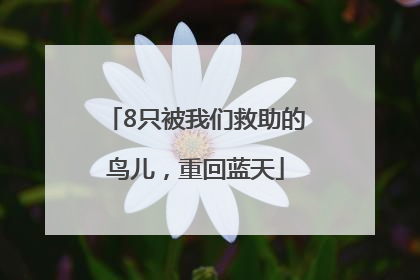 8只被我们救助的鸟儿，重回蓝天